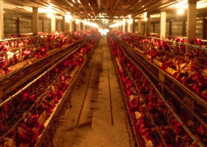 Chicken farm. Egg-laying chicken in battery cages. Commercial hens poultry farming. Layer hens livestock farm. Intensive poultry farming in close systems. Egg production. Chicken feed for laying hens.