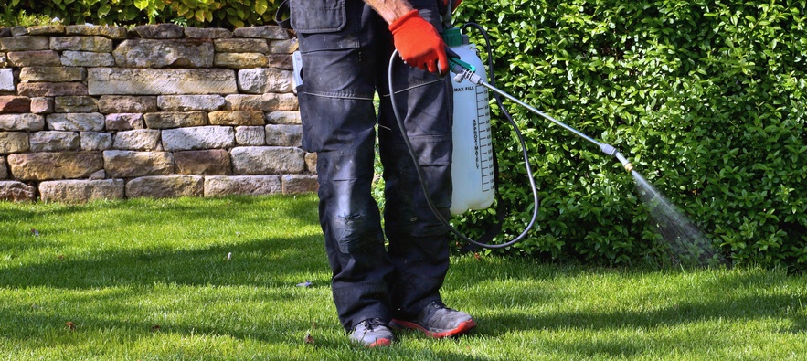 weedicide spray on the weeds in the garden. spraying pesticide with portable sprayer to eradicate garden weeds in the lawn. Pesticide use is hazardous to health.