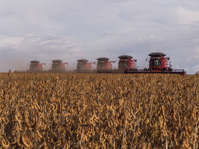 Soybean harvest