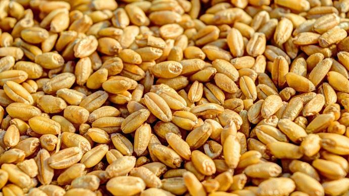 fiches_Grains-ble-tendre