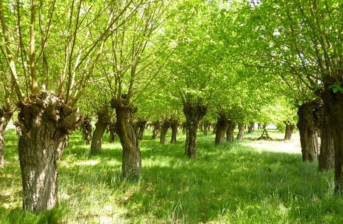 fiches_agroforesterie-systeme-traditionnel-champs-de-trognes-saules-blanc