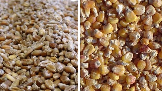 fiches_hausse-cours-ble-et-mais-sur-euronext-debut-2021