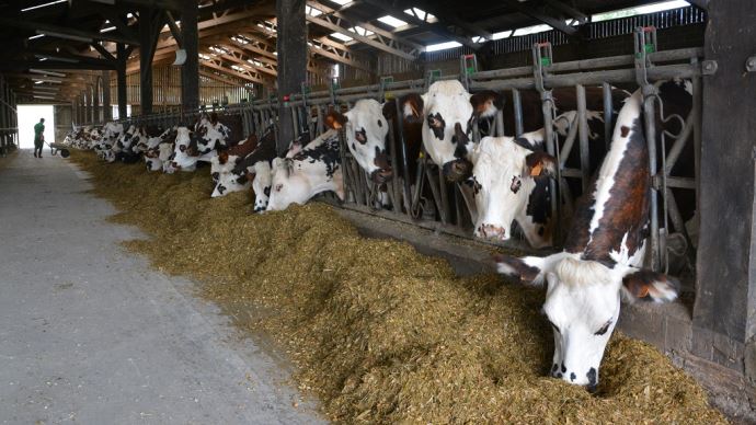 fiches_ration-vaches-laitieres