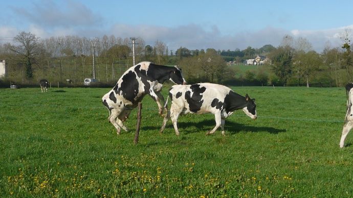 fiches_vache-en-chaleur