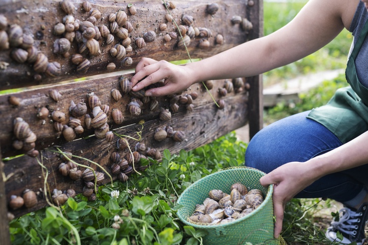 Woman in snail farming picking snails.