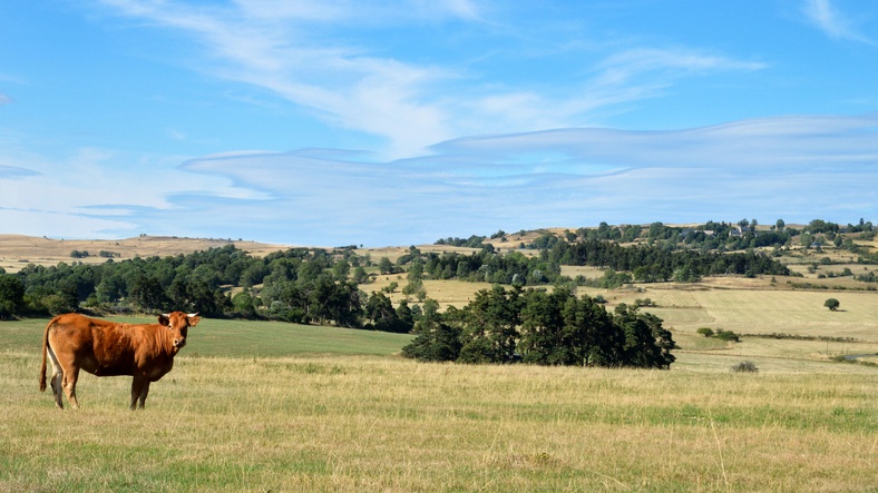 Countryside landscape with Limousine cow