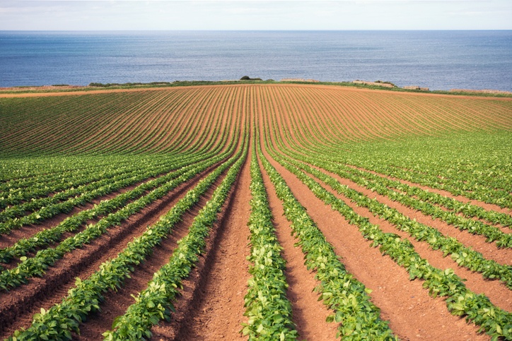 Potato crop growth