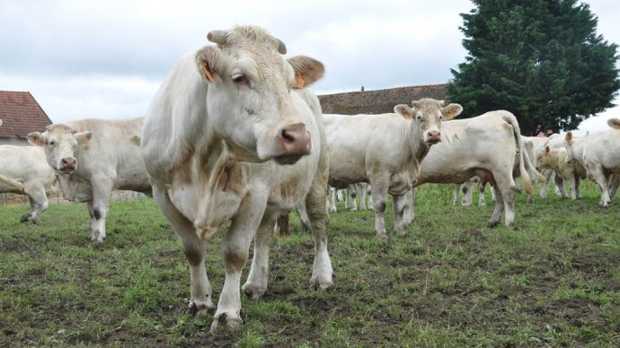 fiches_Charolais