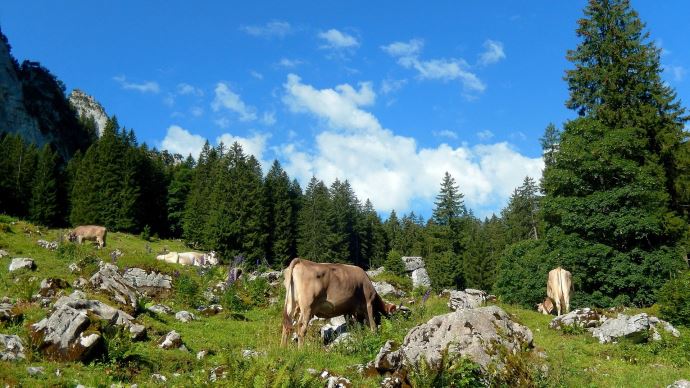 fiches_elevageMontagne