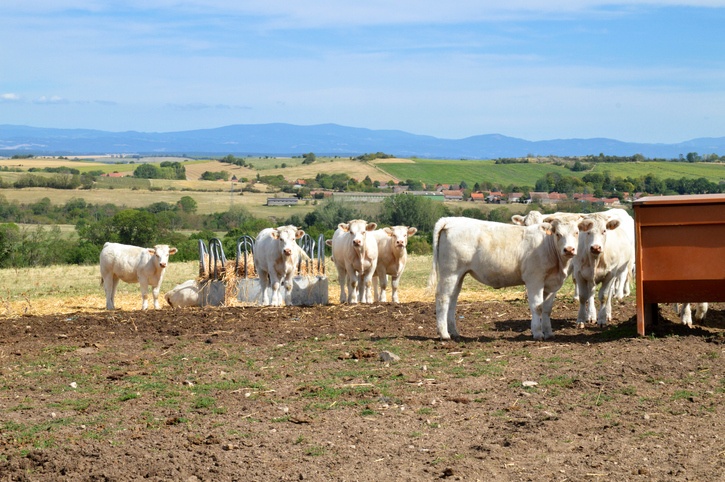 Herd of Charolais cows