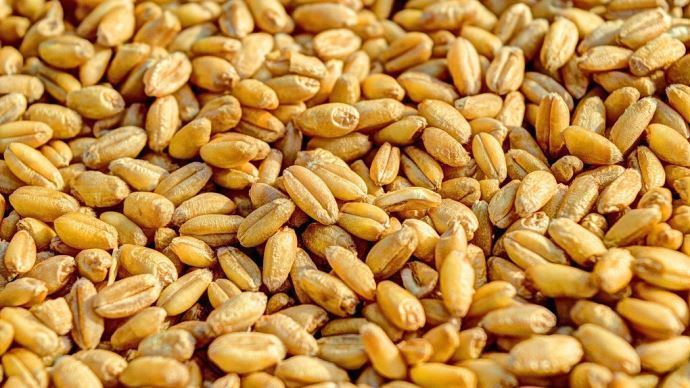 fiches_Grains_de_ble-1