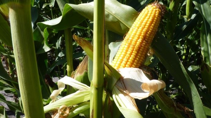 fiches_rebond-des-cours-du-mais-a-chicago-le-19-mars-2021