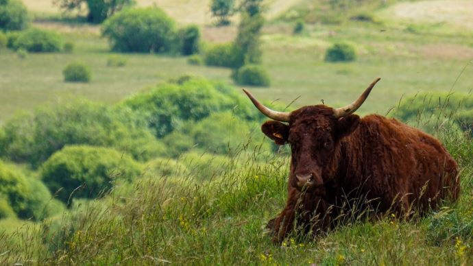 fiches_vache-salers-cantal