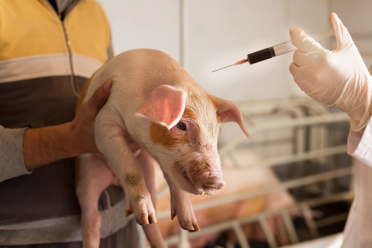 Veterinarian giving vaccine to piglets