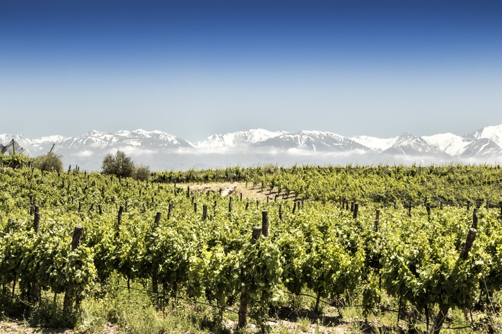 Beautiful South American vineyard in Tupungato, Mendoza, Argentina.