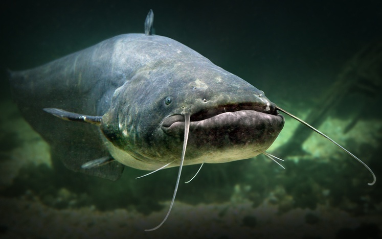 The Catfish (Silurus Glanis).