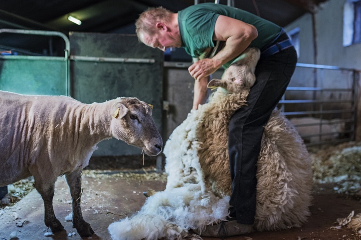 Farmhand Shearing Sheep