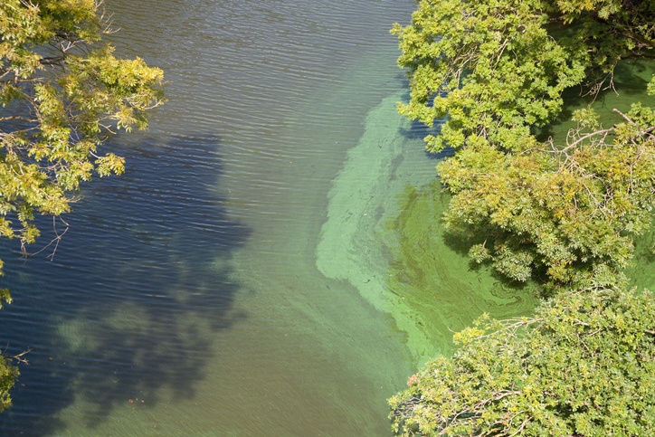 polluted river in Brittany France with green algae bloom