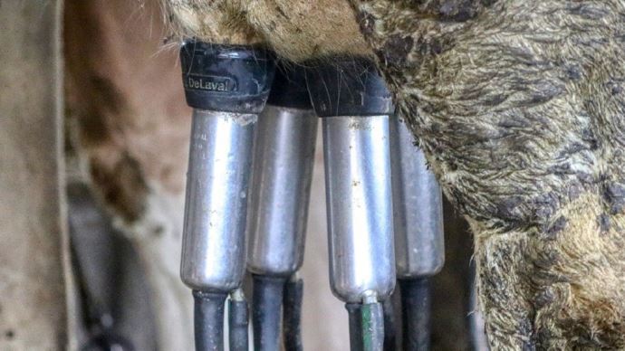 fiches_dairy-farm-5155257_1280