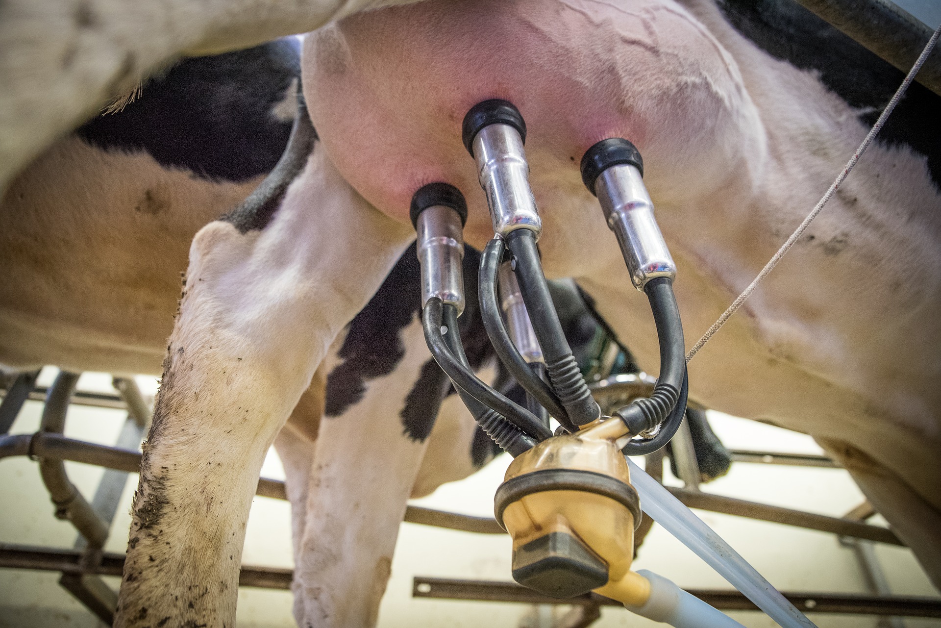 La bouse de vache : une ressource à haute valeur ajoutée • Les Produits  Laitiers