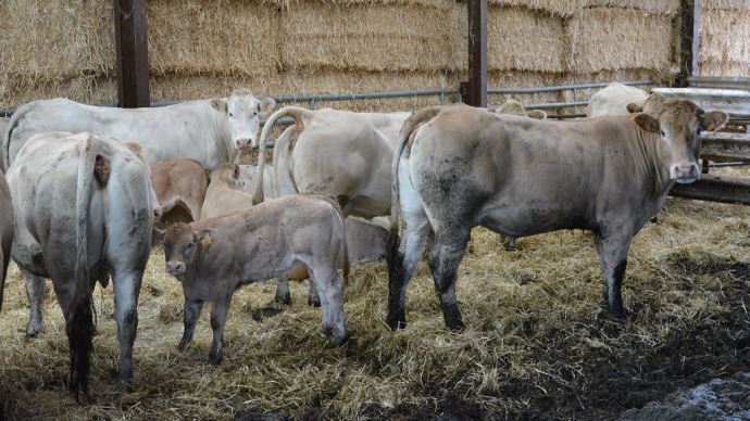 fiches_Blonde_d_Aquitaine_24730