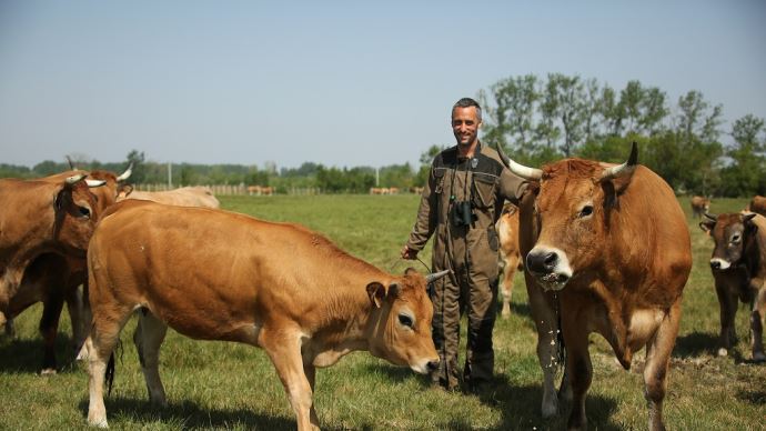 Race Bovine Bleue du Nord - Races de France