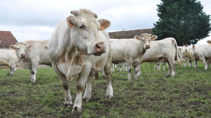 fiches_temoignages-video-youtube-installation-bovins-viande