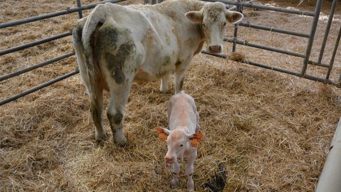 fiches_veau-charolais