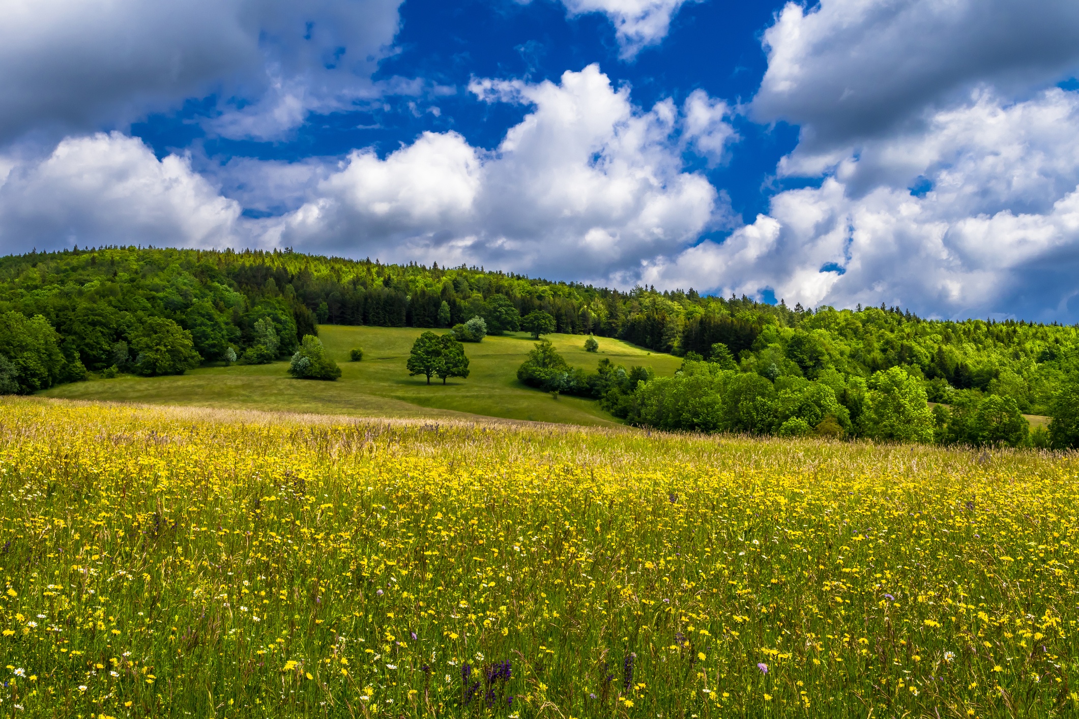 Rural Landscape With Forest And Flower Meadow At Cloudy Weather In Austria