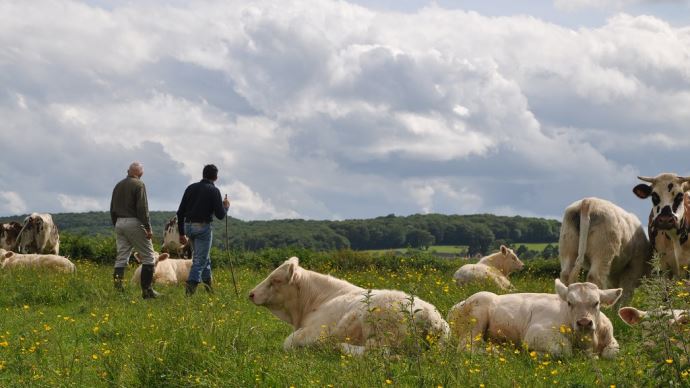 fiches_Charolais_24940