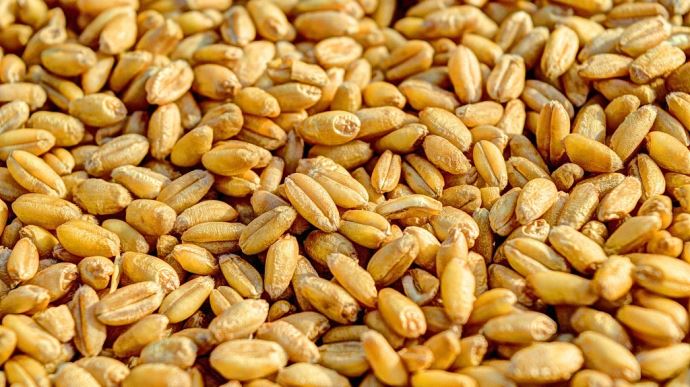 fiches_Grains_de_ble