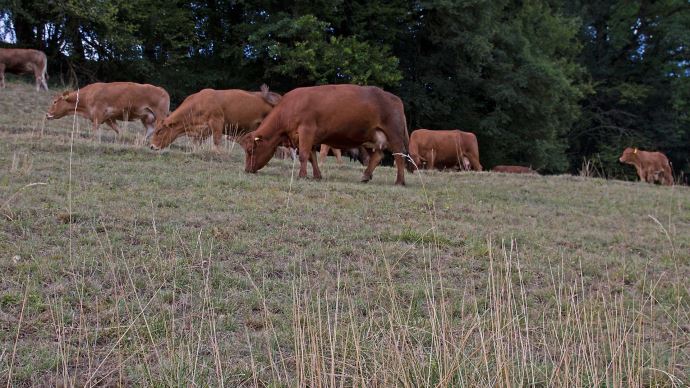 fiches_vaches_secheresse_paturage