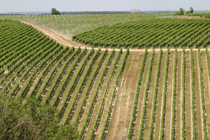 Vineyard in Val de Loire
