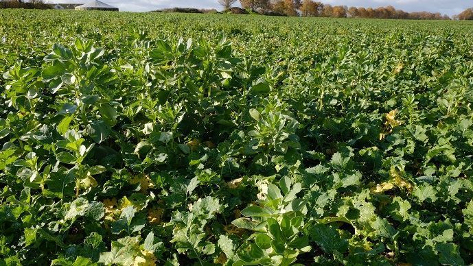 Avis d'agris - Réduire l'IFT herbicide colza grâce aux cultures ...