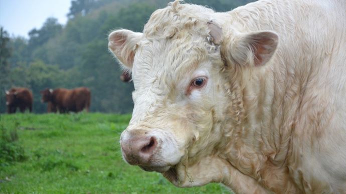 fiches_bull-2799339_1920