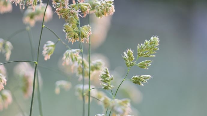 fiches_grass-3417629_1920