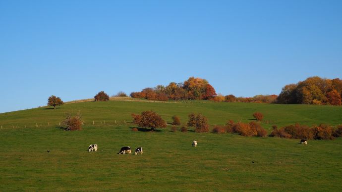 fiches_haies_vache_automne