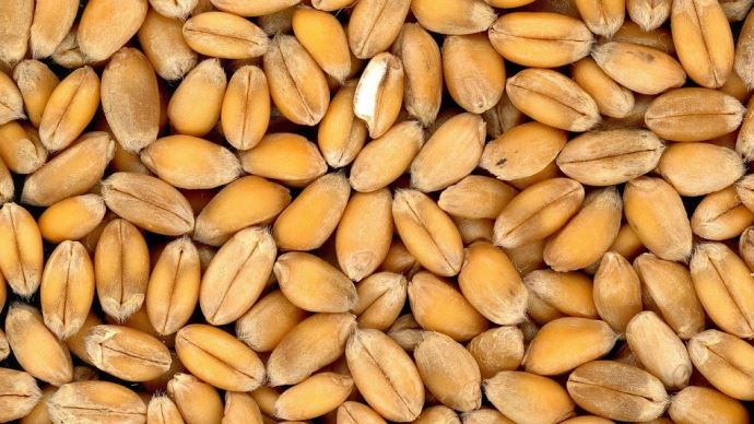 fiches_wheat-4509_1280