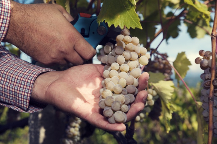 Man hands holding cluster and cutting it with pruners. Selective focus