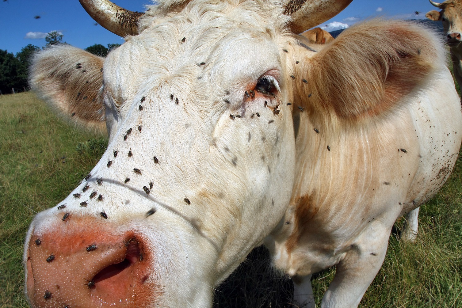 Cow invaded by flies