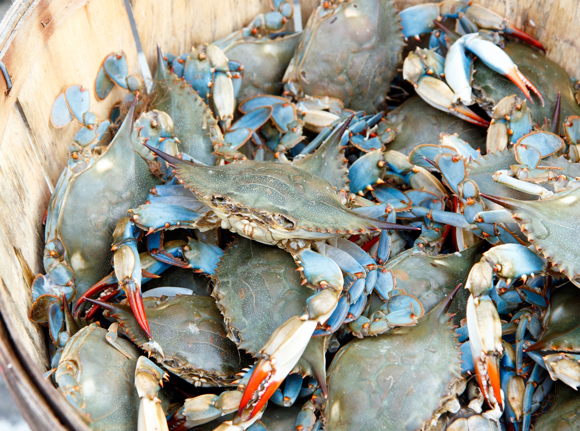 Bushel of blue claw crabs