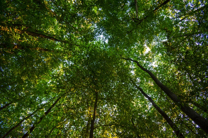 Low angle view of tree tops in the forest