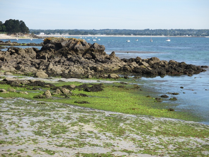 Beach polluted by green algae
