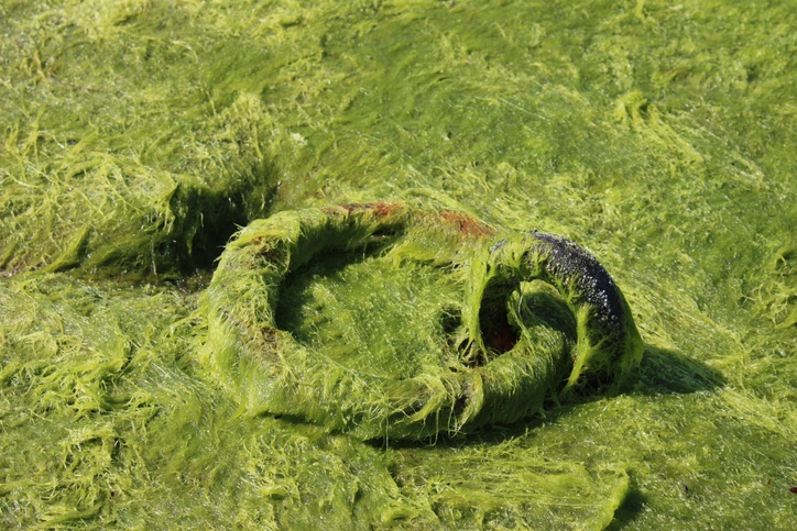 Polluting green algae of the coastline - Water and air pollution