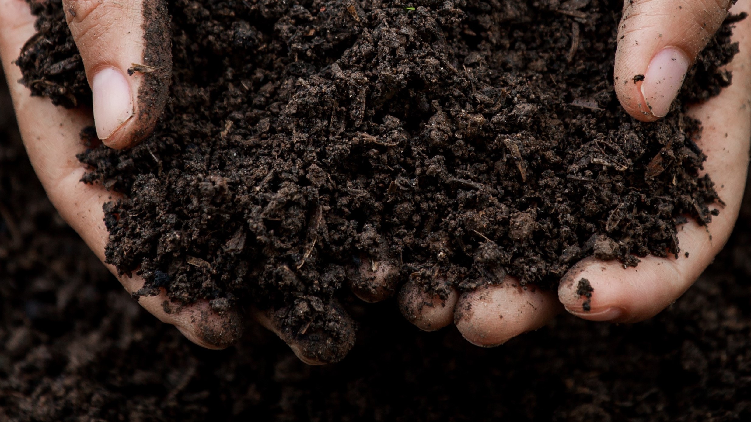 Soil in hand for planting