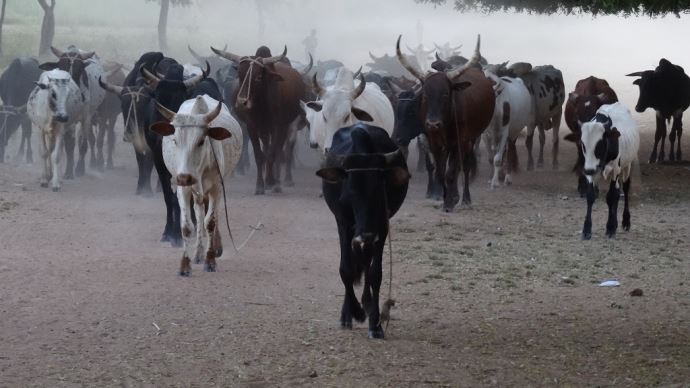 fiches_elevage-senegal