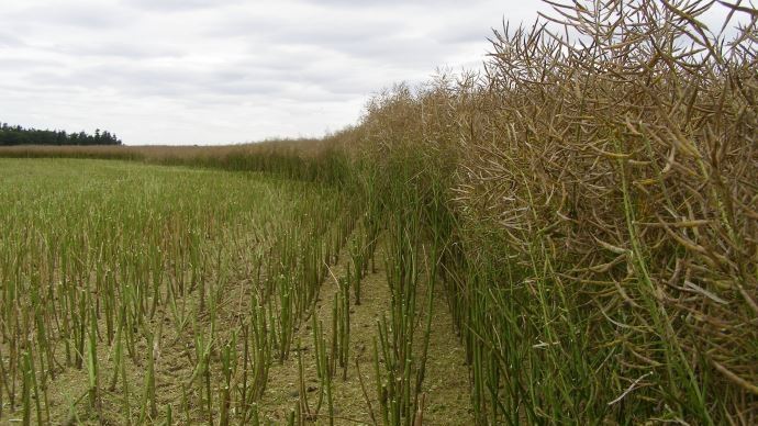 fiches_nouveau-record-a-620-euros-tonne-pour-le-cours-du-colza1