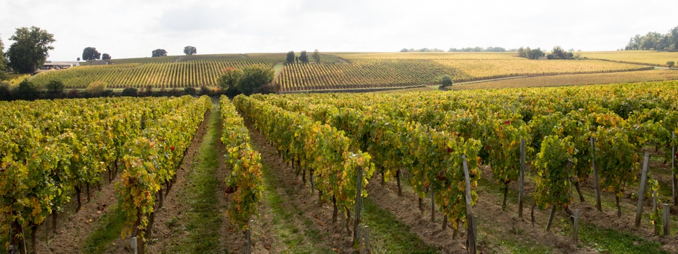 Vineyards autumn season in Saint-Emilion unesco World Heritage Sitei n web banner template header