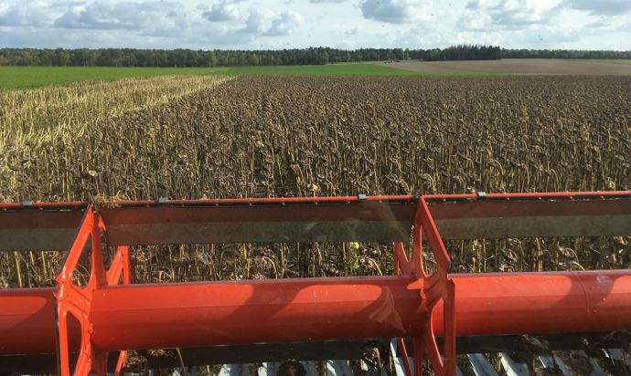 fiches_Tournesol