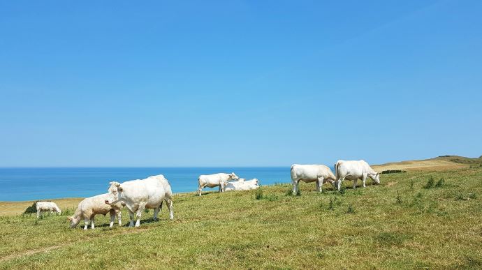 fiches_cows-g6ac93065b_1920-3